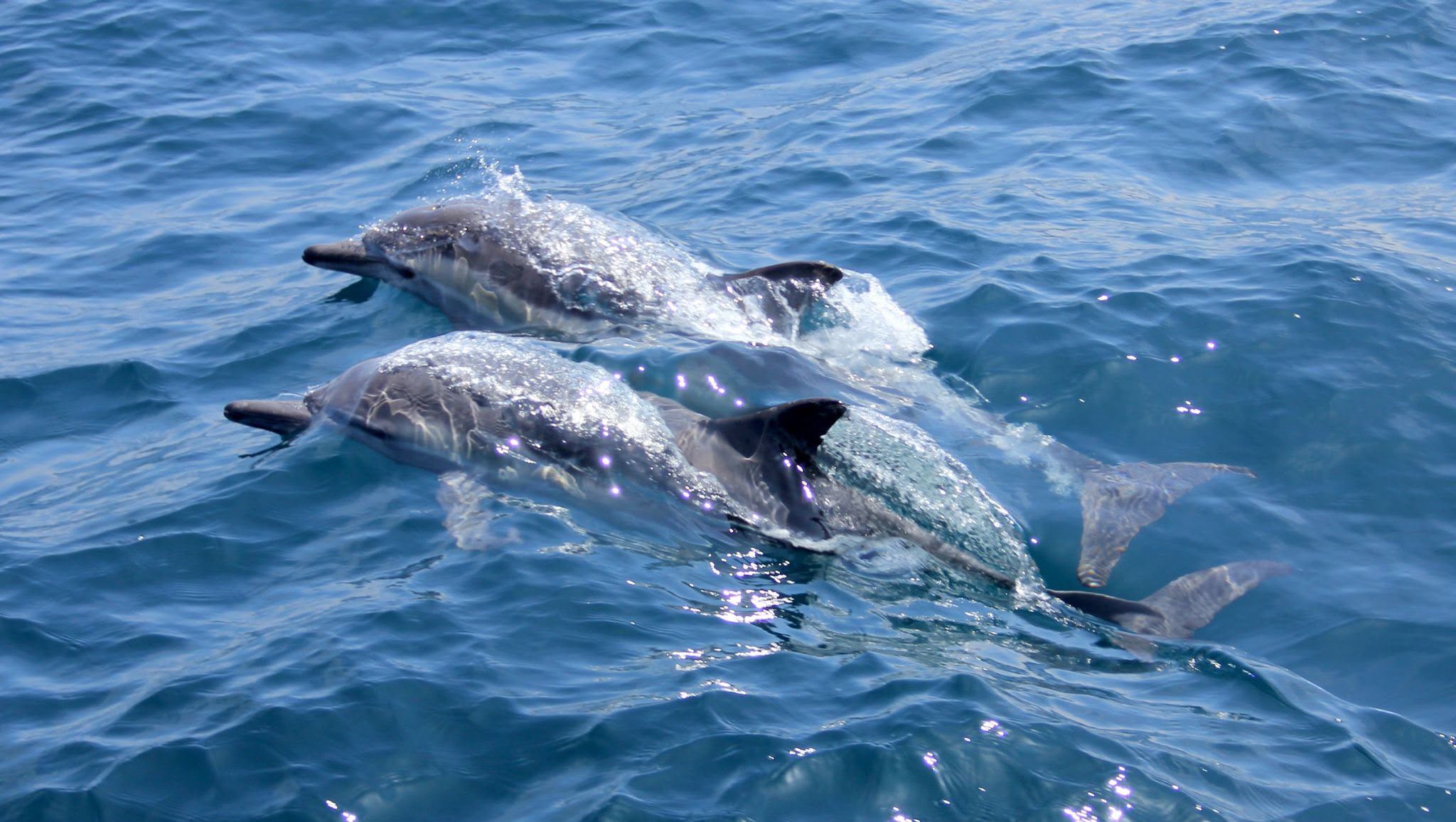 Vrsar delfin sunset tour-1h 30min